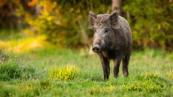Wild boar, sus scrofa, walking on grassland in summertime nature. Brown swine going on green meadow in summer. Snout moving on open field from front.
