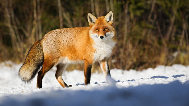 istock Red fox observing on white glade in winter sunlight 1445387830