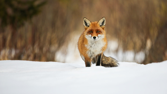 Red fox, vulpes vulpes, looking to the camera on snow in winter with copy space. Orange mammal watching on white glade. Furry animal staring on snowy pasture.