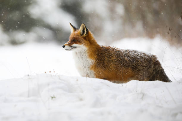 istock Red fox standing on snow in wintertime during snowing 1445387940