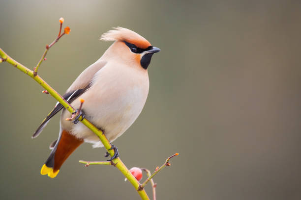 Bohemian waxwing, bombycilla garrulus, sitting on twig in winter with copyspace. Little ping bird resting on tree in wintertime. Songbird looking on branch with space for text.