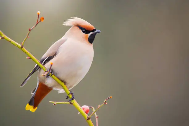 Bohemian waxwing, bombycilla garrulus, sitting on twig in winter with copyspace. Little ping bird resting on tree in wintertime. Songbird looking on branch with space for text.