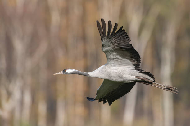 istock Crane bird flying over a field with a birch tree forest in the background during  autumn migration 1445388115