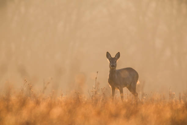 istock Roe deer looking to the camera on field in golden hour 1445388170