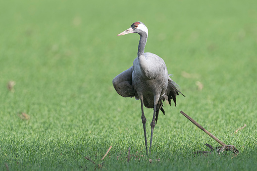Common Crane or Eurasian Crane (Grus Grus) bird feeding and resting in a field near Diepholz in Germany during the autumn migration