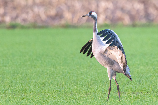 A bird in the zoo delights visitors with its dance