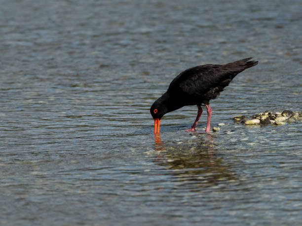 istock Oystercatcher at beach 1445389006