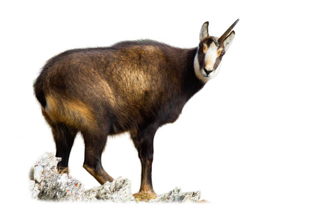istock Tatra chamois standing on mountains isolated on white background 1445389527