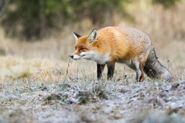 istock Red fox sniffing plant on grassland in autumn nature 1445389579