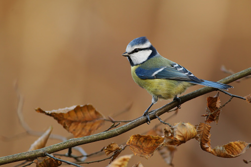 Eurasian blue tit, cyanistes caeruleus, sitting on twing in autumn from side. Colorful bird looking on bough in fall. Little feathered animal watching on tree.