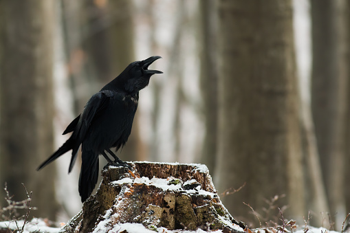 Common raven croaking onstump in wintertime nature
