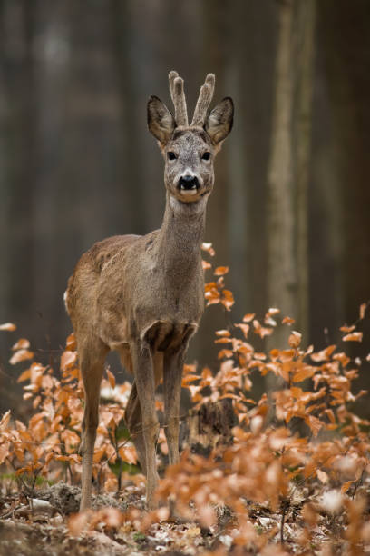 istock Roe deer looking to the camera in forest in vertical shot. 1445389837