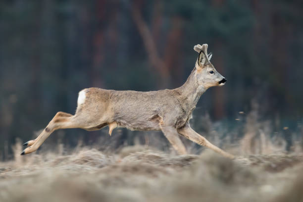 istock Roe deer running on dry field in springtime from side 1445389896