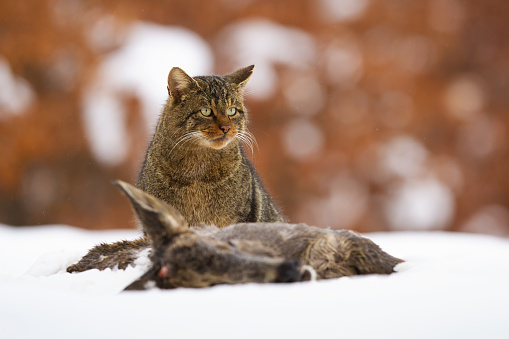 European wildcat, felis silvestris, sitting next to dead prey in winter. Wild predator eating killed hind on snow. Brown mammal looking on white meadow.