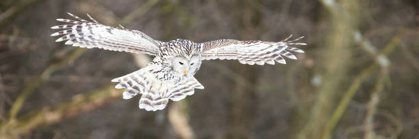 istock Ural owl flying in forest in wintertime with space for text 1445389993