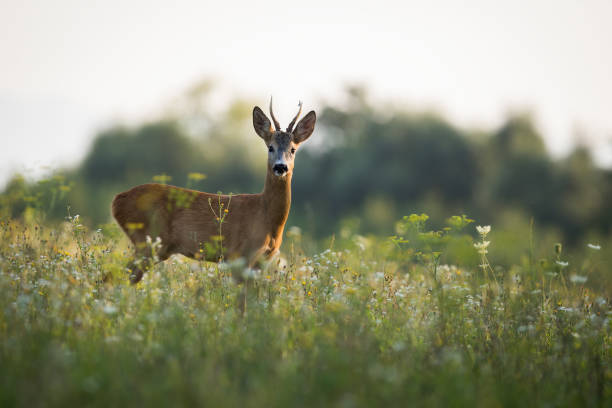 istock Roe deer looking to the camera in summer evening sun 1445390925