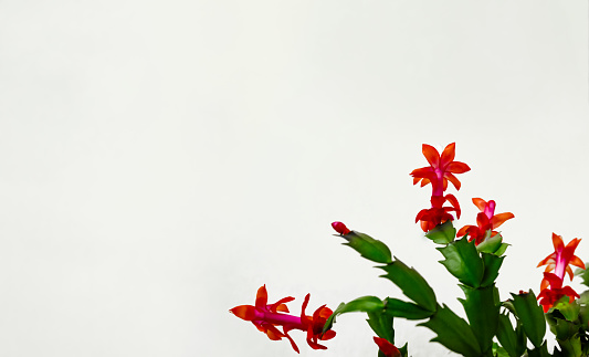 View of blooming Christmas cactus against white background