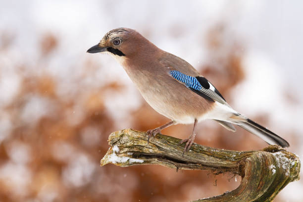 istock Eurasian jay sitting on branch in wintertime nature 1445391183