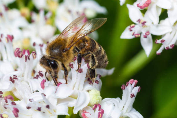 istock Bee Gathering Pollen from a White Flower on a Summer Day. close up 1445391885