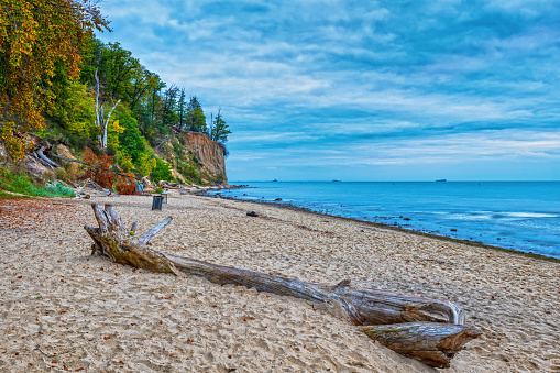 Beach with dry tree in sand by the Baltic Sea in the morning with view to the Orlowo Cliff in Gdynia, northern Poland.