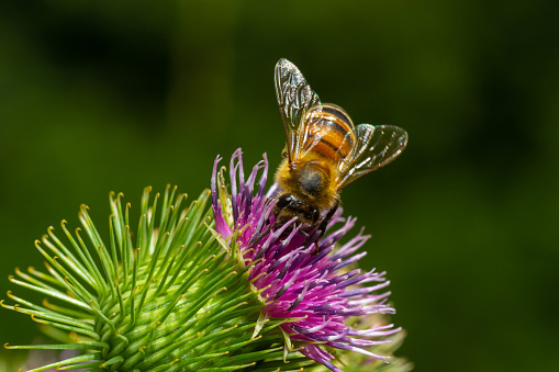 Bee colecting polen from a Greater burdock Arctium lappa flower closeup.