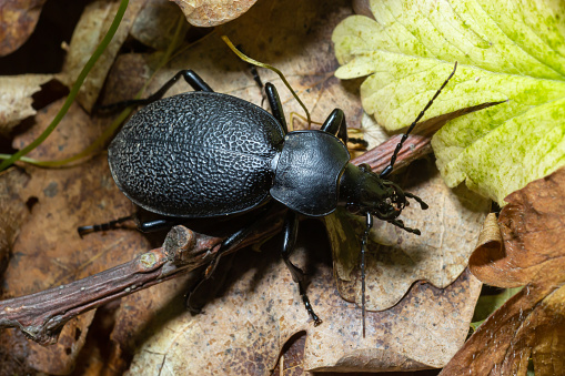 Carabus coriaceus is a species of beetle widespread in Europe, where it is primarily found in deciduous forests and mixed forests. Close up.