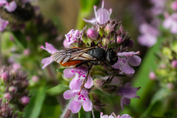 istock Closeup of nice red colored cleptoparasite bloodbee , Sphecodes albilabris 1445392634