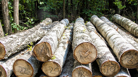 Heaps of birch logs lie in the forest in a clearing. The concept of logging timber. Business on forest products, import and export of timber.