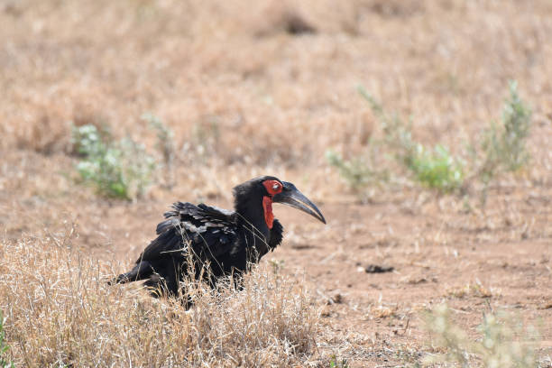 istock Southern Ground Hornbill (Bucorvus leadbeateri) foraging on the savannah 1445394191