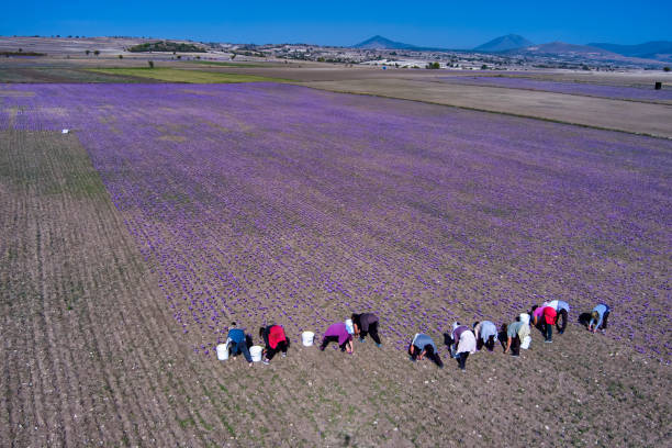 Farmers also harvest crocus in the field Kozani, Greece - October 24, 2022: Farmers pick the blooming crocus flowers in the field in the area of Kozani in northern Greece saffron plant stock pictures, royalty-free photos & images