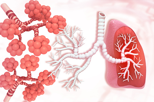 Human lungs alveoli. 3d illustration