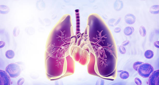 ヒト呼吸システム - human lung tuberculosis bacterium emphysema human trachea ストックフォトと画像