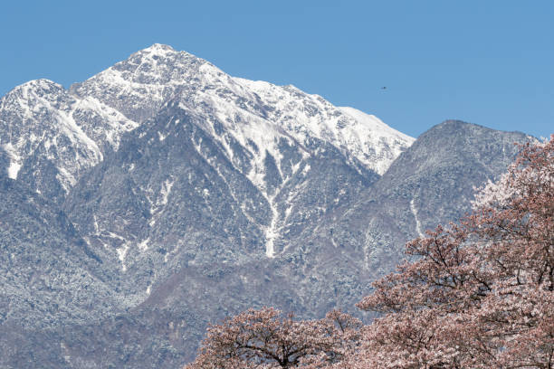 Kaikomagatake and cherry blossoms Kaikomagatake and cherry blossoms akaishi mountains stock pictures, royalty-free photos & images