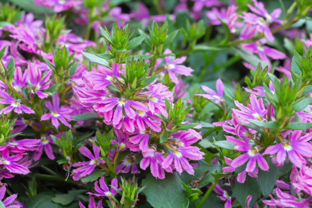 Fairy fan-flower, Scaevola aemula in blossom stock photo