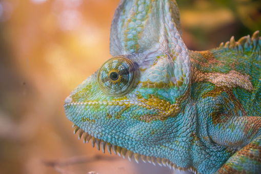 close up, the color gradation of a beautiful chameleon