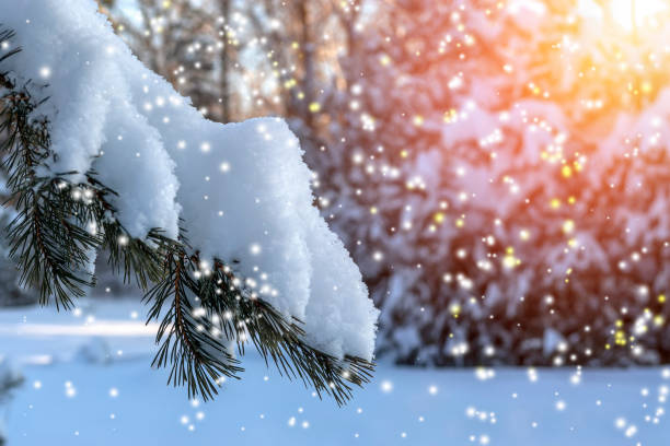 istock Closeup of Christmas tree background. Pine branches and Christmas lights 1445398980