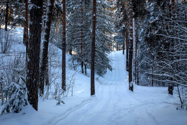 istock Ski track in winter pine forest. Wintry landscape scenery with modified cross country skiing way. 1445399032