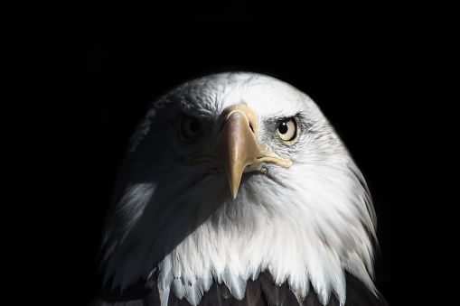digital artwork portrait of american bald eagle against a black background
