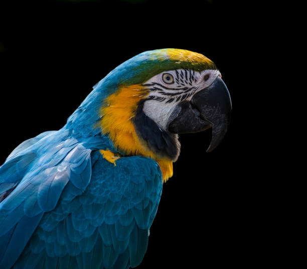 istock colorful macaw parrot portrait 1445399592