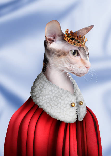 istock Sphynx cat dressed like royal person against light blue background 1445399740