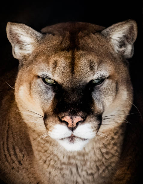 istock mountain lion portrait 1445400774
