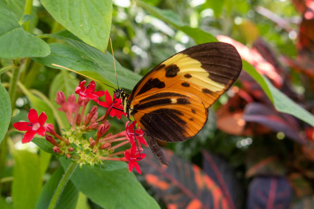 istock Orange-black butterfly with closed wings 1445401796
