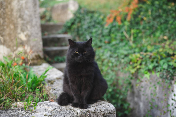 istock Black cat sitting outdoors in garden 1445402104