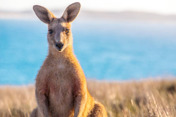 cangurus ao nascer do sol - kangaroo animal australia outback - fotografias e filmes do acervo