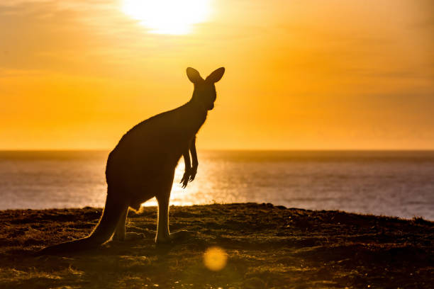istock Kangaroos at sunrise 1445403660