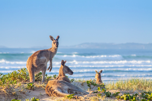 A mob of kangaroos gather to enjoy the early morning sunrise at Emerald Beach, New South Wales