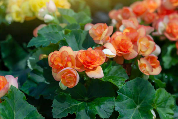 La Flor Fresca De Begonia Naranja Florece Con La Luz Del Sol En El Jardín  Foto de stock y más banco de imágenes de Agricultura - iStock