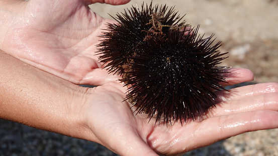 A woman on the beach holds two medium-sized young lively sea urchins from the Aegean Sea.