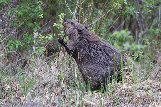 istock North American Beaver (Castor canadensis) Alberta Canada 1445408386