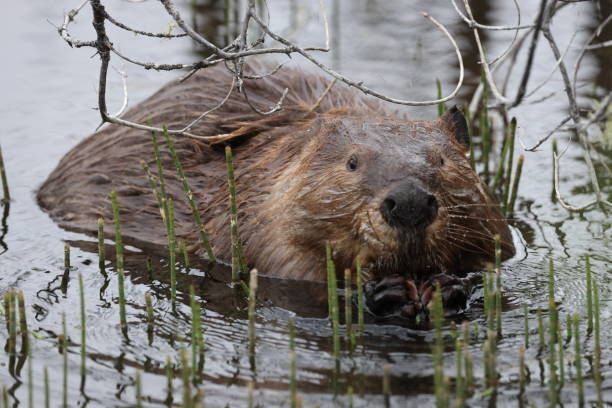 istock North American Beaver (Castor canadensis) Alberta Canada 1445408416